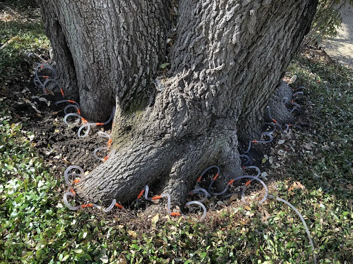 Detailed Tree Cabling and Bracing job site in Cornell
